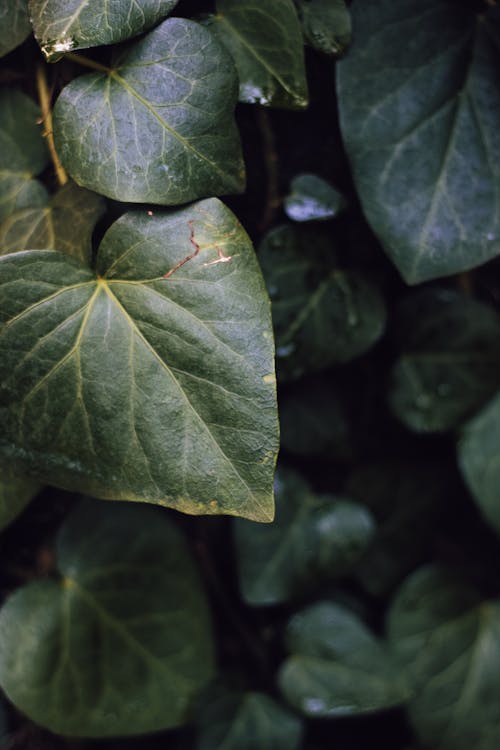 Immagine gratuita di avvicinamento, edera, foglie verde scuro