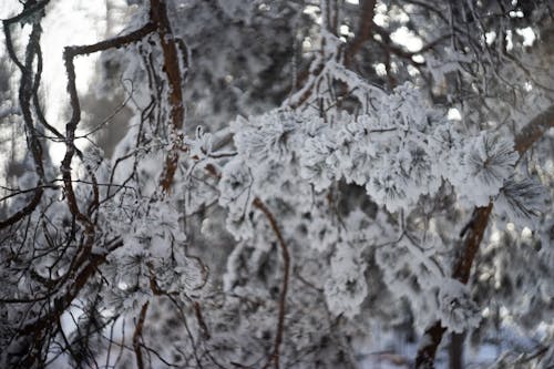 Free stock photo of artificial snow, baikal, big trees