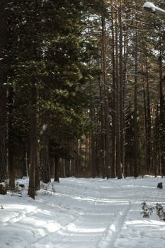 A serene winter scene of a snowy pathway through a dense pine forest, creating a tranquil atmosphere.