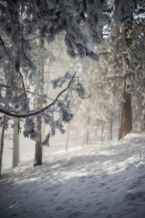 Imagine de stoc gratuită din acoperit de zăpadă, arbori mari, baikal