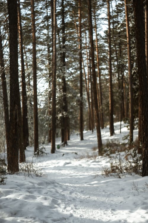  Brown Trees in the Snowy Forest