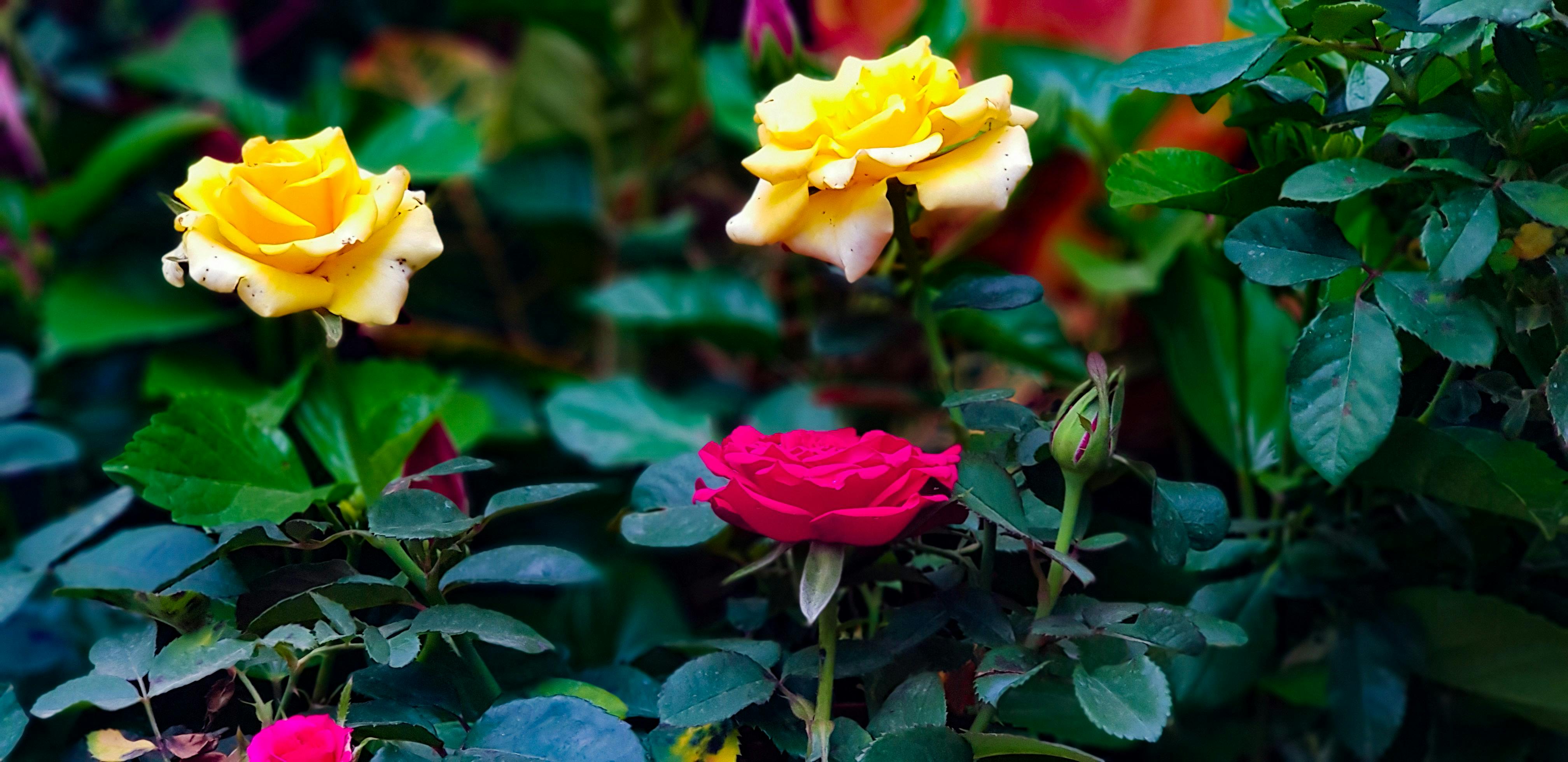 バラの壁紙 バラの花 ピンクのバラの無料の写真素材