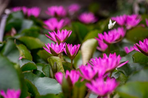 Purple Flowers on Green Plants