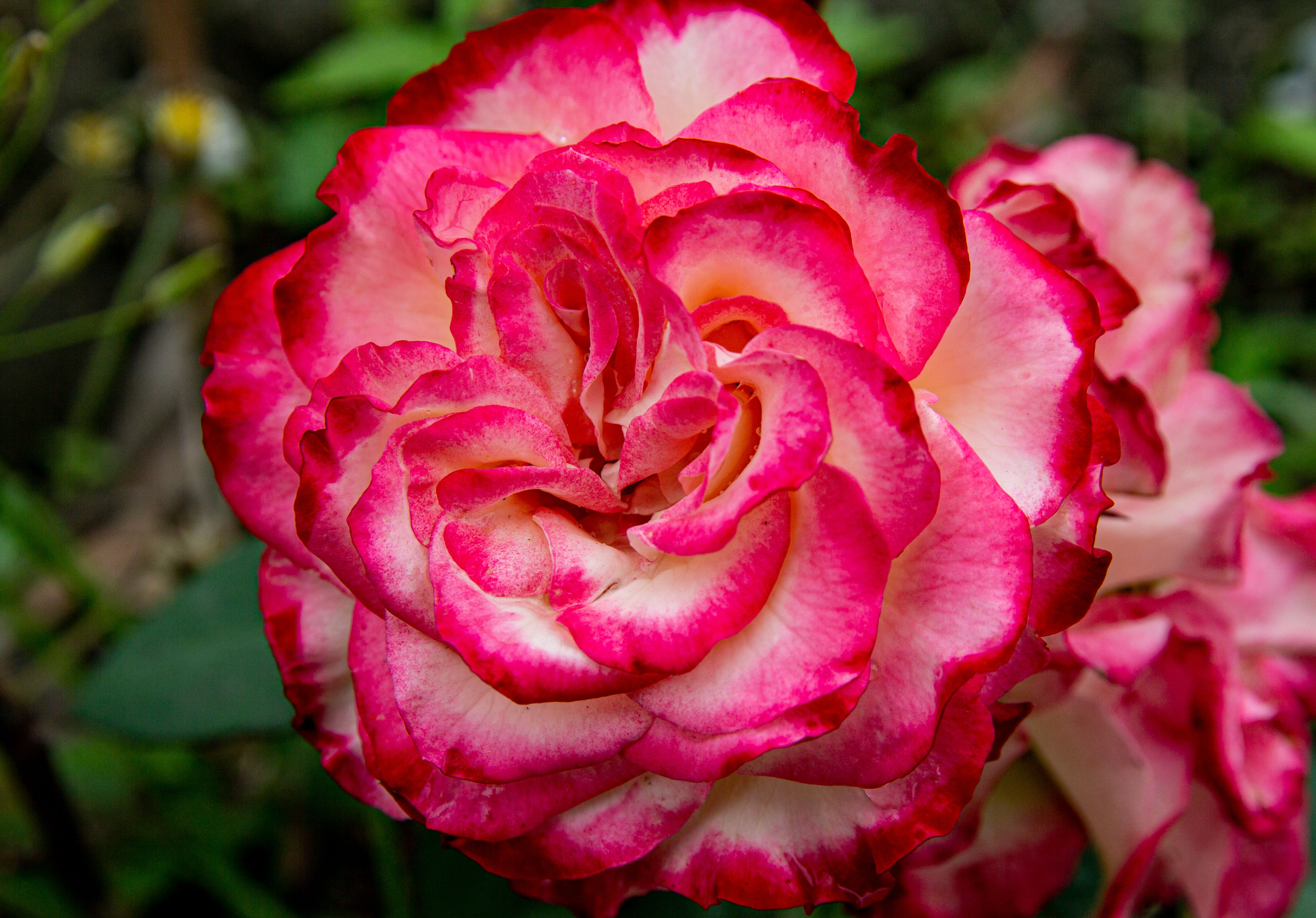 Close-Up Shot of a Garden Rose · Free Stock Photo