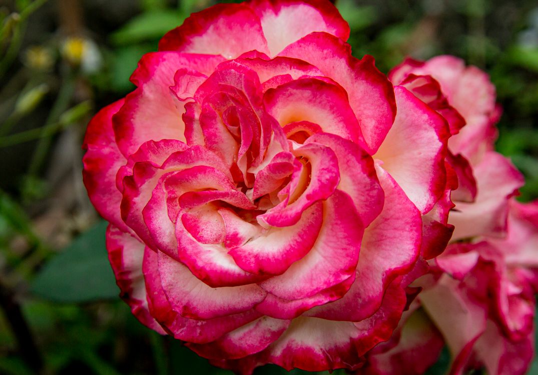 Gen Roses Close-Up Shot of a Garden Rose · Free Stock Photo