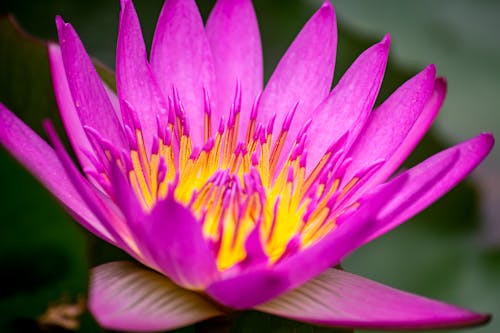 Free Close-Up Shot of a Water Lily  Stock Photo