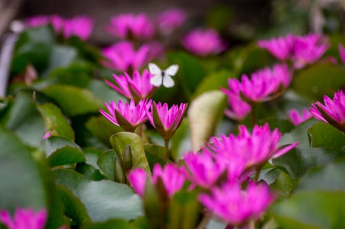 Free Water Lilies in Bloom Stock Photo