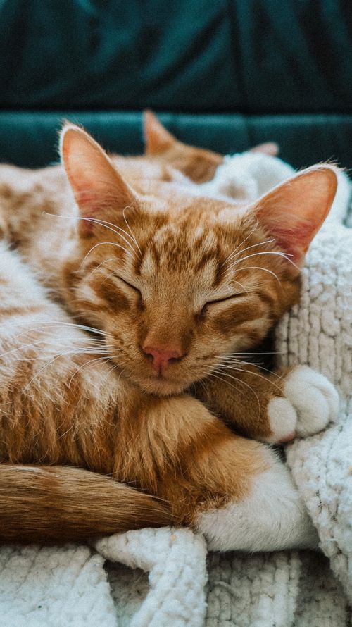 Free A peaceful tabby cat sleeping comfortably on a soft, white blanket indoors. Stock Photo