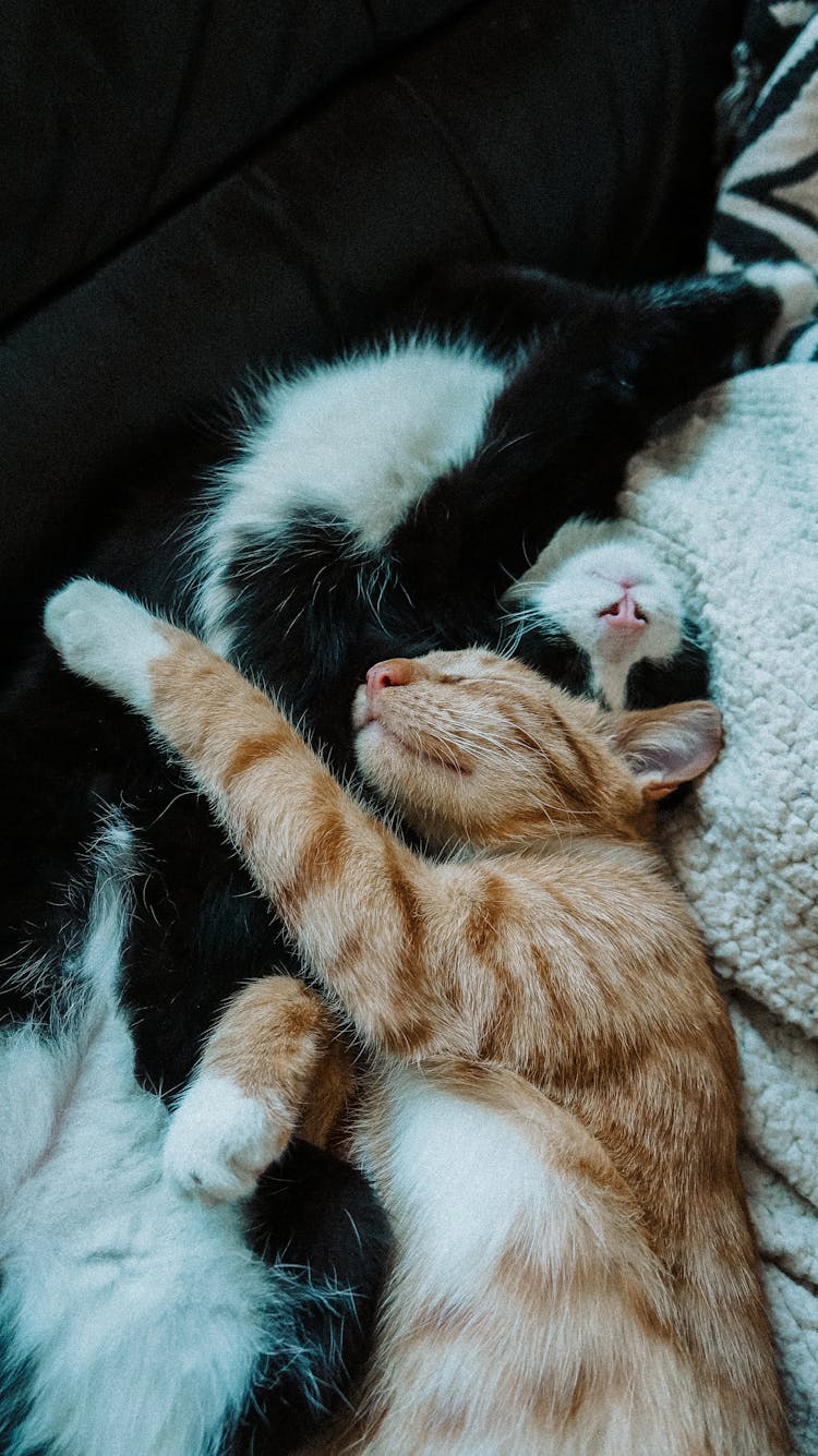 Close-Up Shot Of Cats Sleeping Together 