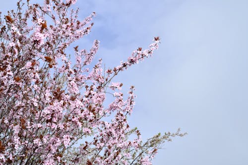 Pink Cherry Blossom 
