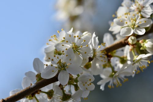 Безкоштовне стокове фото на тему «білі пелюстки, плодове дерево, цвітіння сливи»