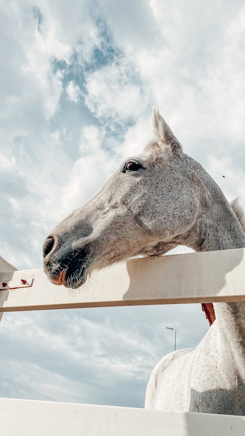 Immagine gratuita di bianco, cavallo, nuvole