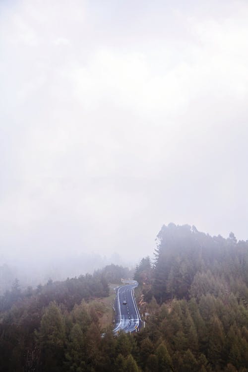 Rodovia No Meio Da Floresta Coberta De Névoa