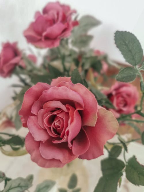 Close-up of Pink Roses with Green Leaves