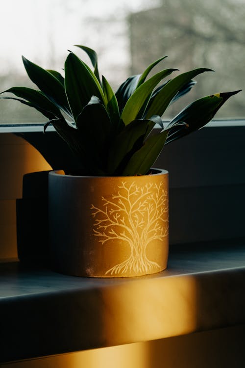 Green Plant on Brown Pot