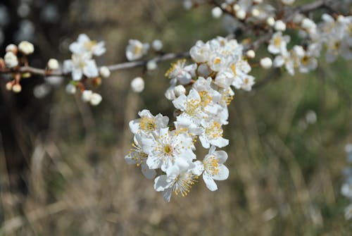 Immagine gratuita di avvicinamento, fiori bianchi, fiori di ciliegio