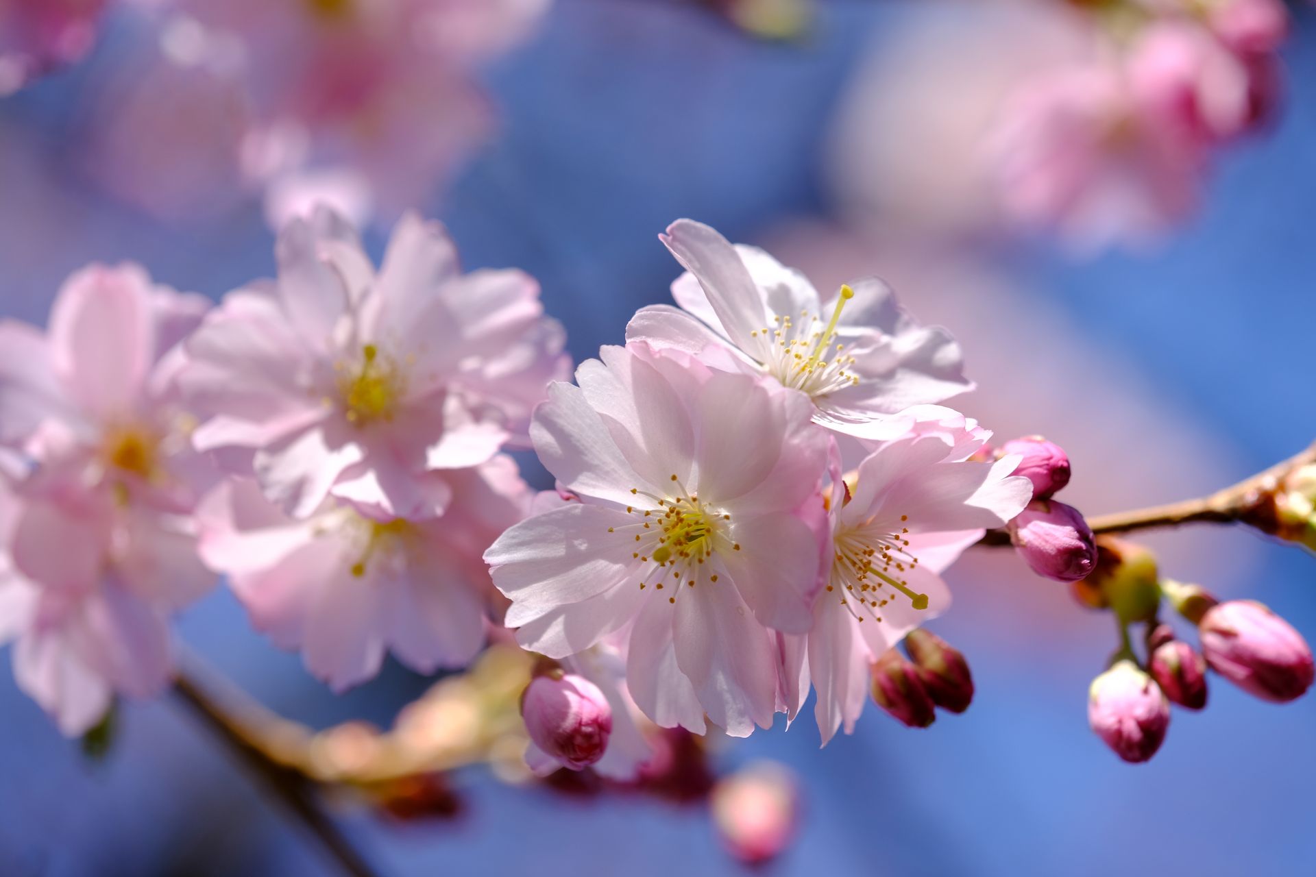 Close-up of delicate pink cherry blossoms in full bloom during springtime.