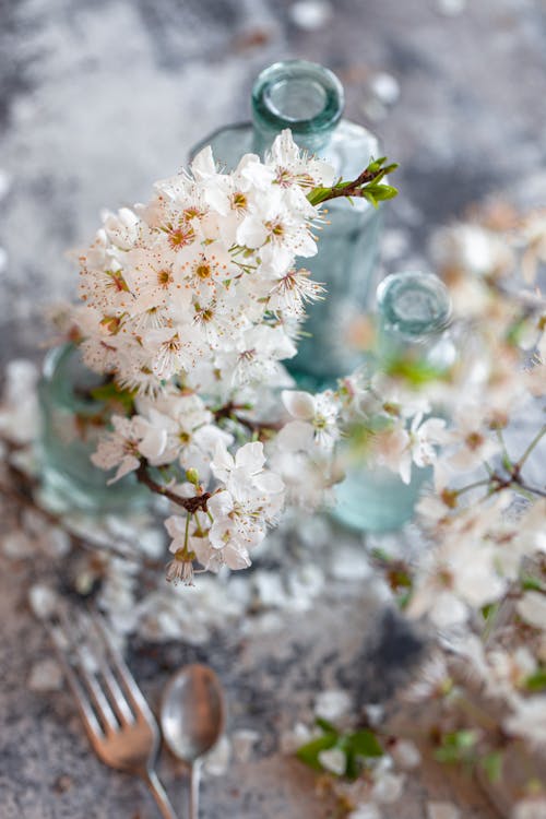 Free Close-Up Shot of White and Brown Flowers Stock Photo