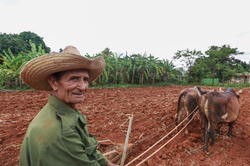 Free Elderly farmer plows a rural field with oxen in lush countryside landscape. Stock Photo
