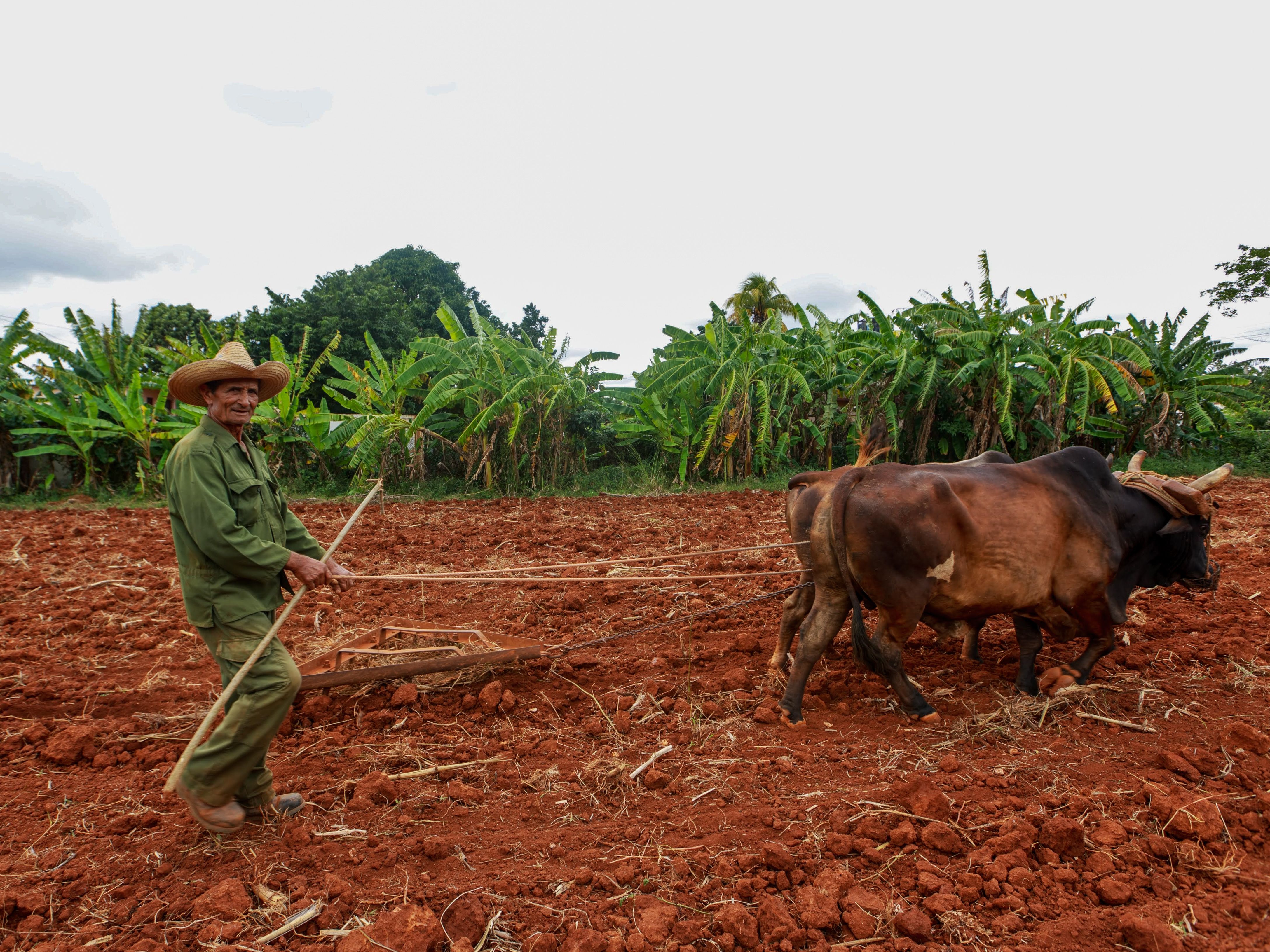 Carabao Photos Download The Best Free Carabao Stock Photos Hd Images