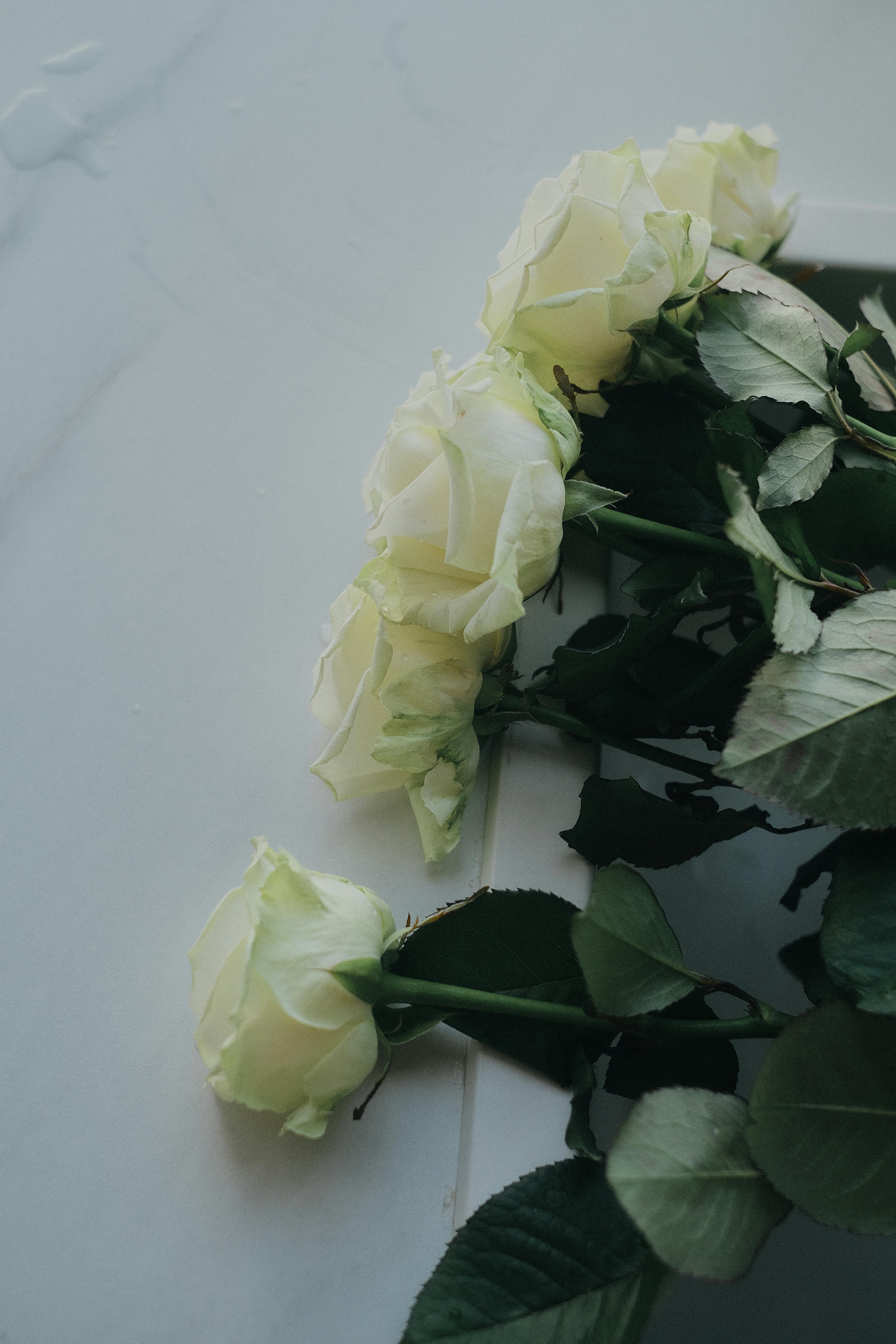 white roses photography tumblr