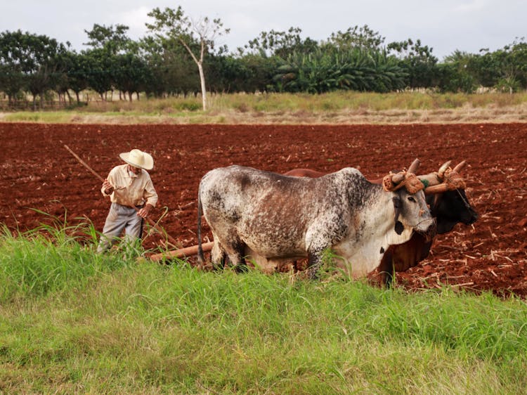 Farmer Ploughing Field With Oxen