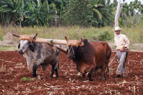 Immagine gratuita di agricoltura, animali, camminando