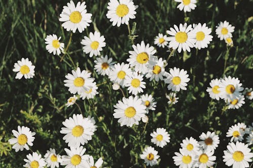 Gratis lagerfoto af smukke blomster, sommer, sommerblomst