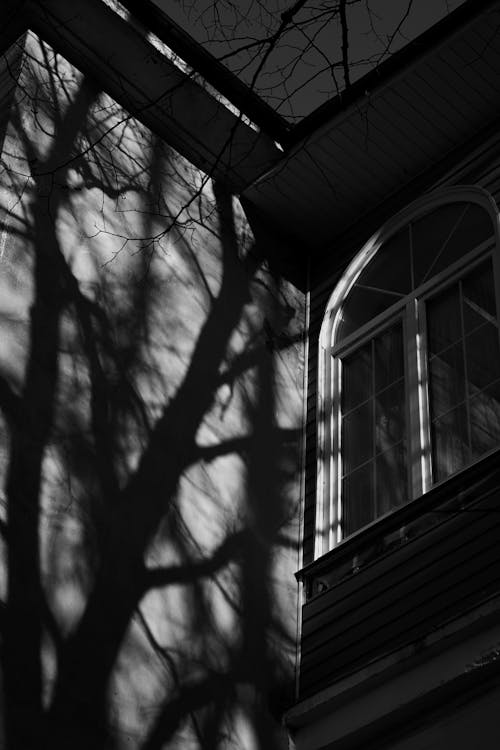 Trees Shadows on Building Wall