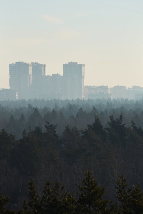 Fog over Forest with City behind