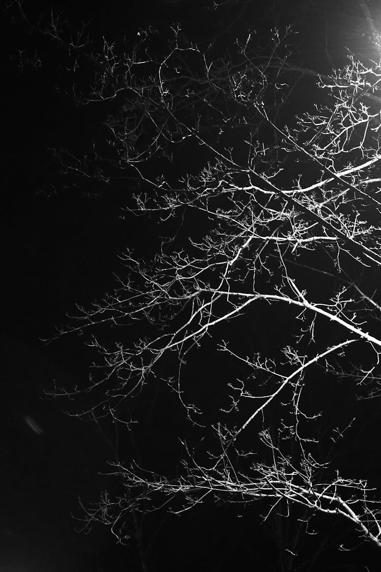 Grayscale Photo Of Bare Tree