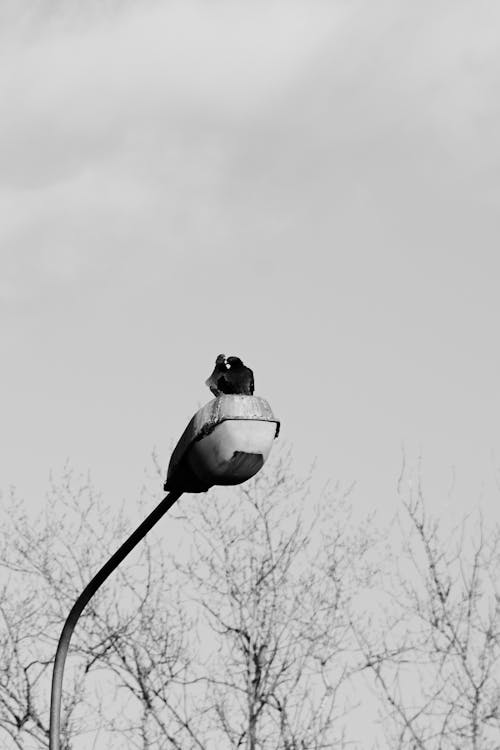 Grayscale Photo of Bird on the Street Light