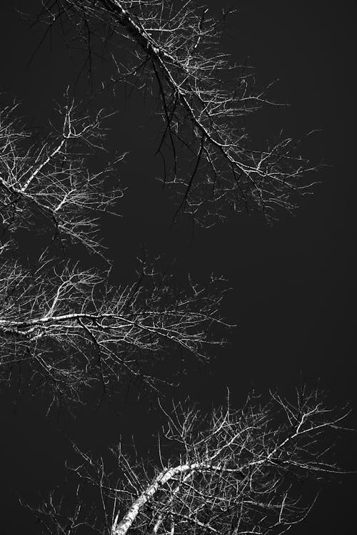 Бесплатное стоковое фото с безлистные, вертикальный выстрел, голые деревья