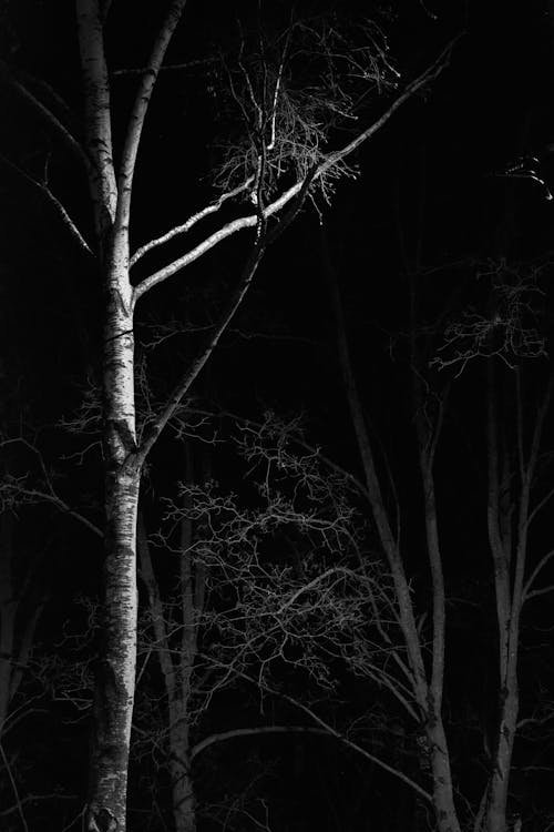 Grayscale Photo of Trees