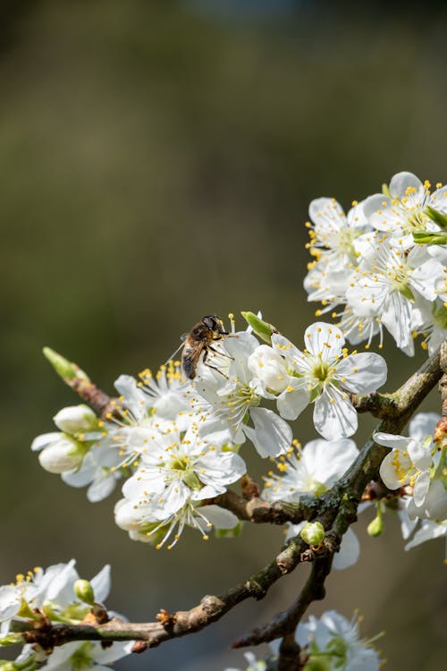 Ücretsiz arı, bahar, bitki örtüsü içeren Ücretsiz stok fotoğraf Stok Fotoğraflar