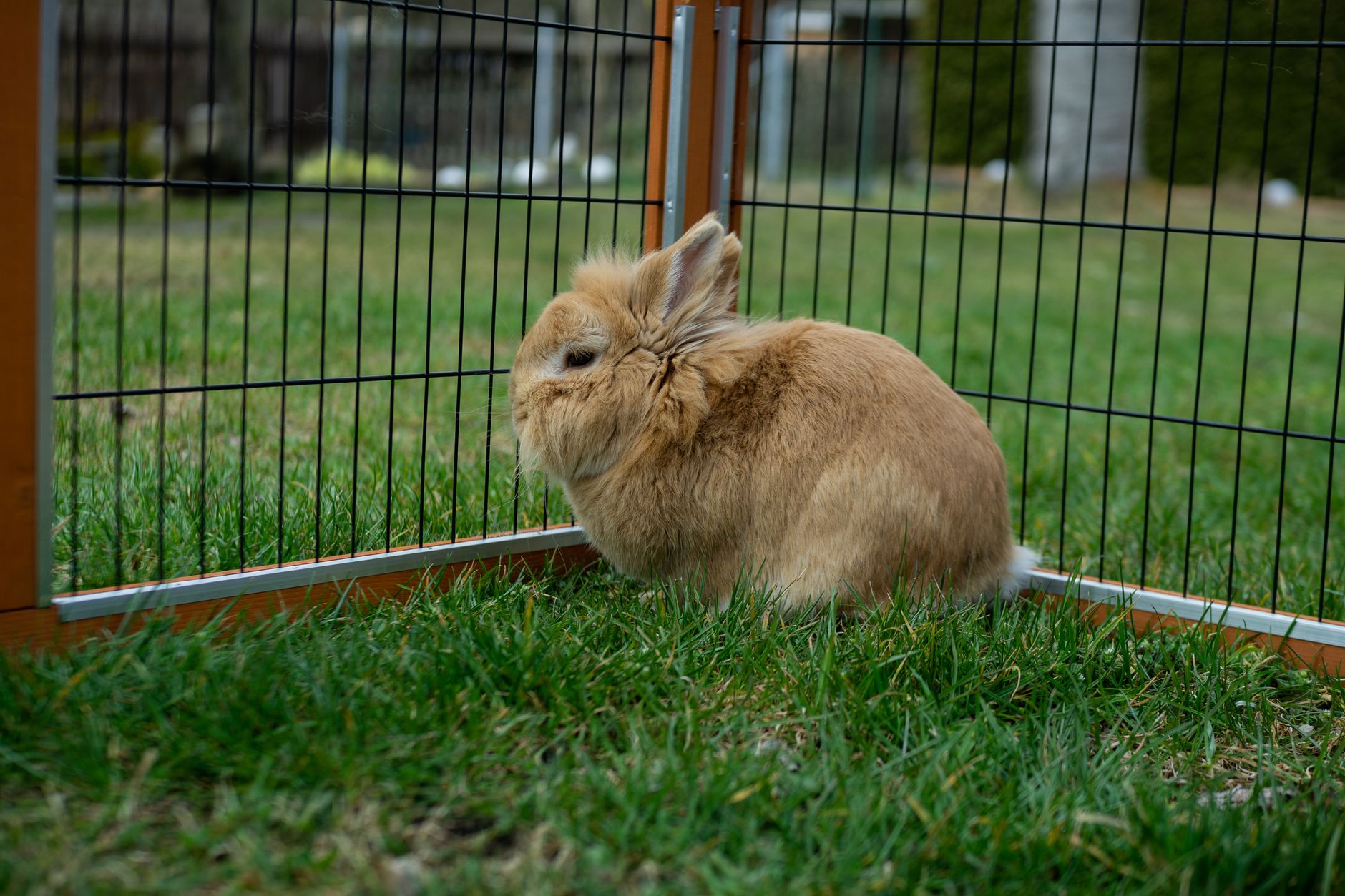 Rabbit Playpen vs Outdoor Hutch (2026) – The Real Differences That Keep Your Bunny Safe and Happy