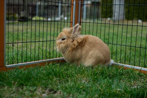 Free Close-up view of a fluffy rabbit sitting on green grass inside an outdoor enclosure. Stock Photo