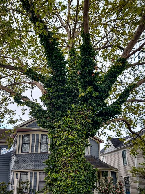 Free Victorian house with an impressive ivy-covered tree in the foreground. Stock Photo
