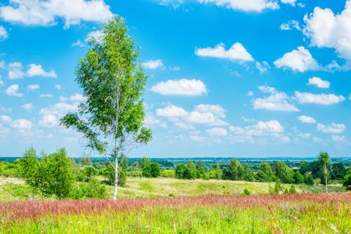 Green Grass Field Near Green Trees Under Blue Sky