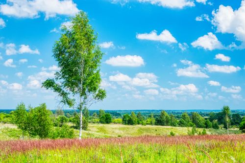 Free Stunning view of a lush, green field under a vibrant blue sky with fluffy clouds. Stock Photo