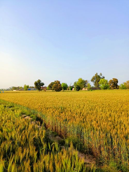Free Scenic view of a golden wheat field under a clear blue sky in rural Punjab, Pakistan. Stock Photo
