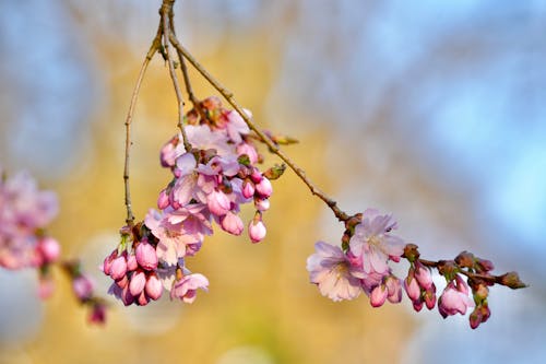 Foto stok gratis berkembang, bunga sakura, bunga-bunga