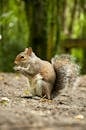 Selective Focus Photography of Squirrel