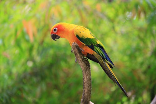 Бесплатное стоковое фото с aratinga solstitialis, sun conure parrot, попугай