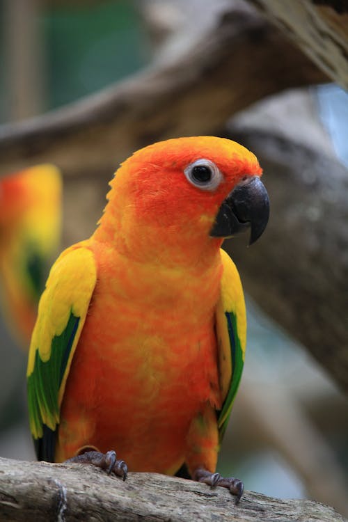 Бесплатное стоковое фото с aratinga solstitialis, sun conure parrot, попугай