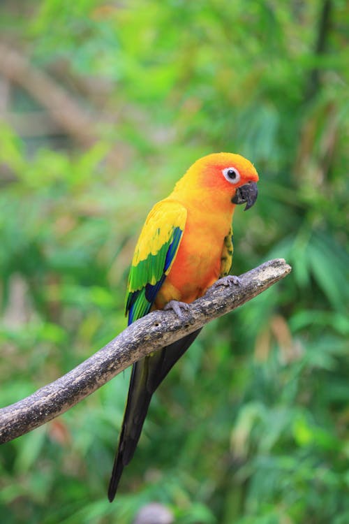 Yellow Bird Perched on Tree Branch