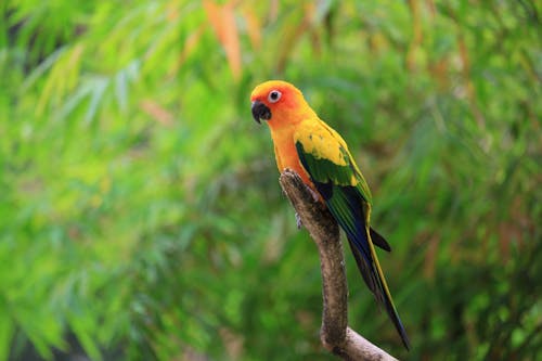 Photos gratuites de aviaire, branche d'arbre, fermer