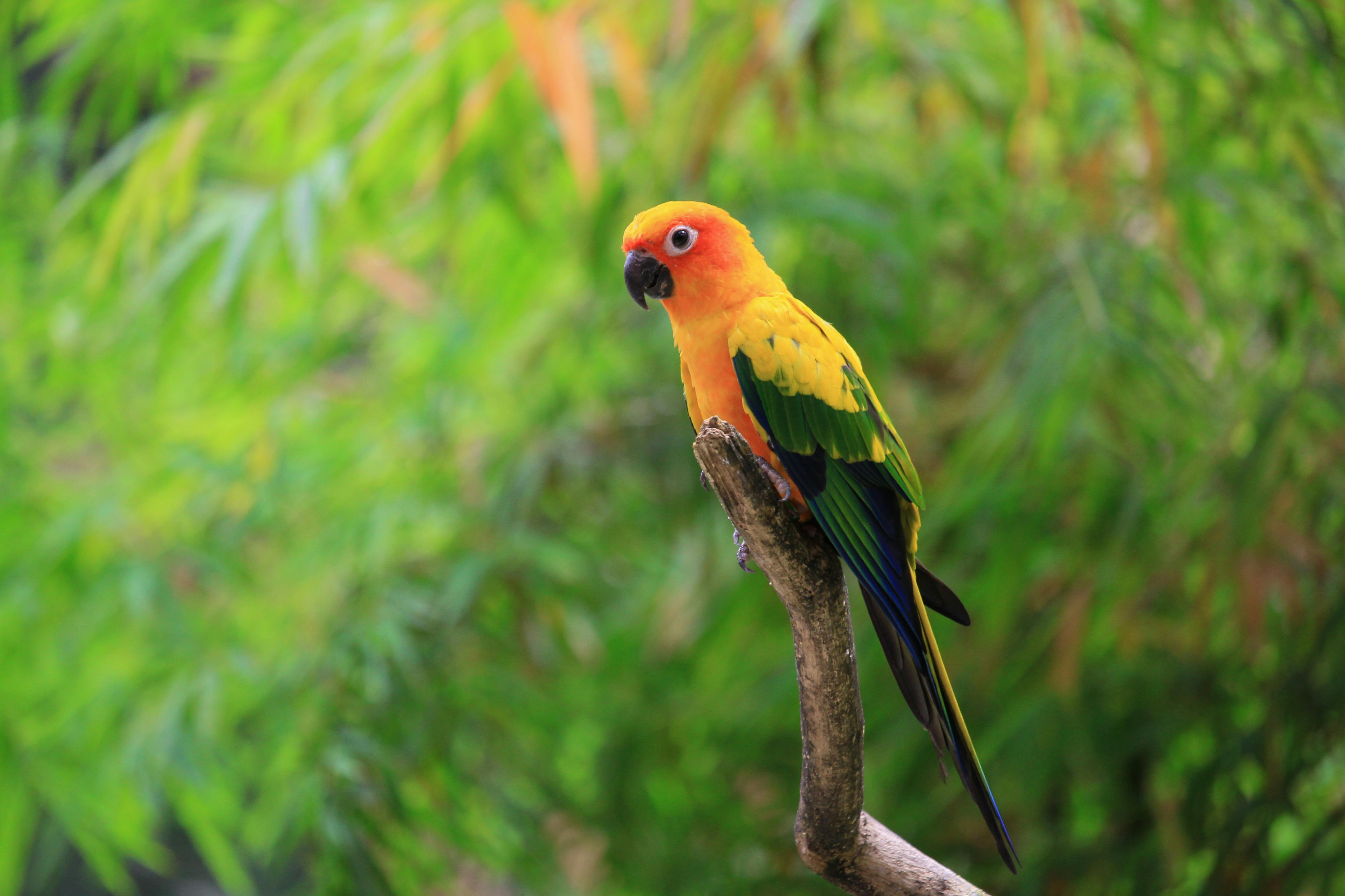 Orange Parakeet · Free Stock Photo