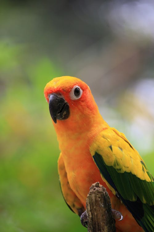 Orange and Yellow Parrot