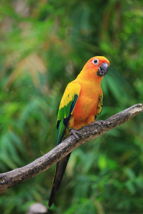 Close Up Shot of a Sun Conure